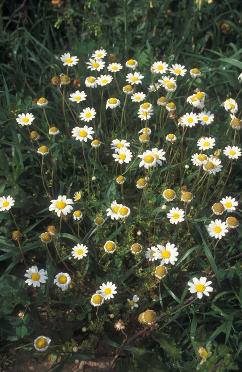 Chian Chamomile